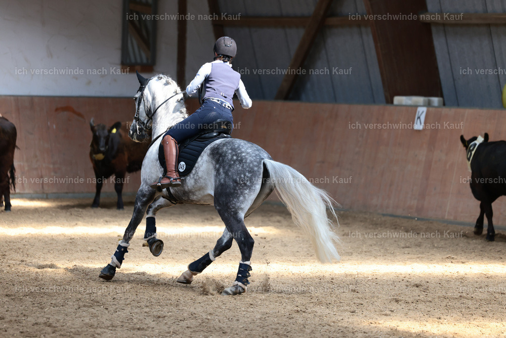 Masterclass_stoibphotography_C2_L7527.JPG | working equitationturnier fotograf videograf stoibphotography marixx film working equitation deutschland reitsport turnierfotografie eventfotografie equestrian events