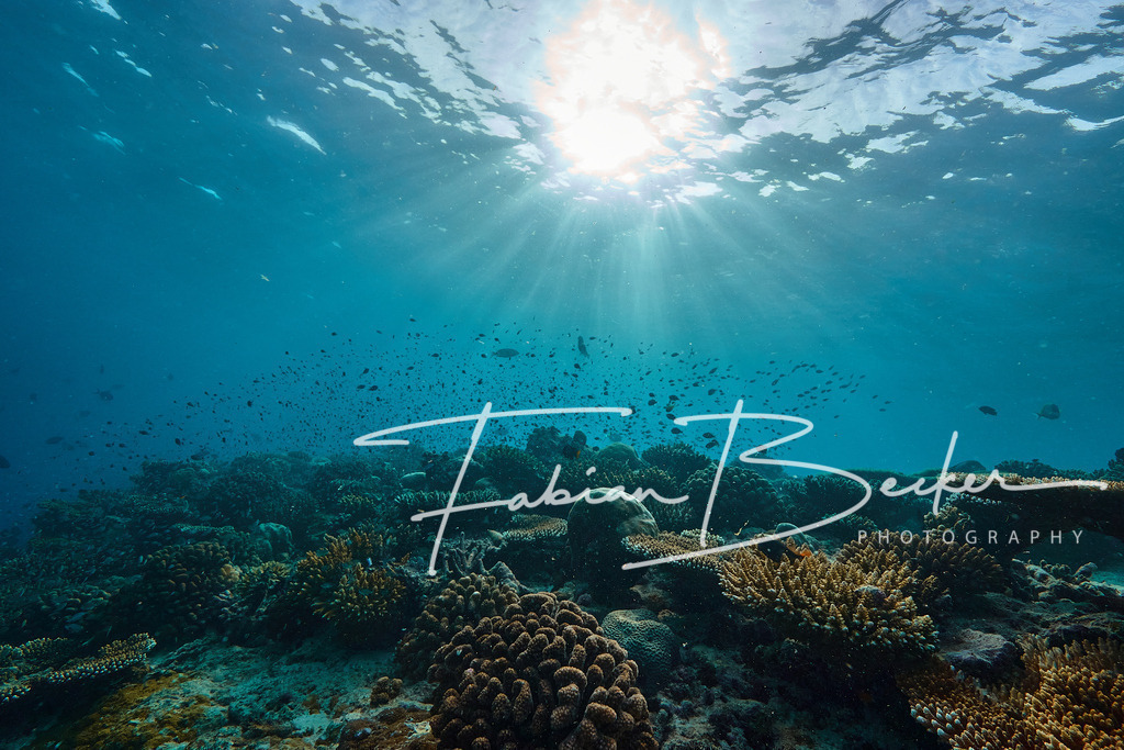 Into the Light | Einzigartige Wandbilder von faszinierenden Unterwasserwelten. Exklusive Kunst für Empfangsbereiche, Wohnraum oder Wartezimmer. - Realisiert mit Pictrs.com