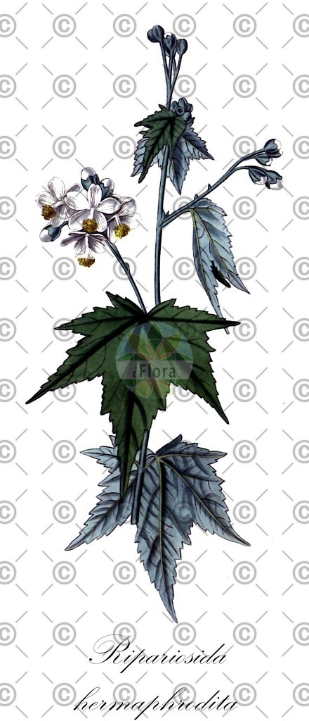 HistAbb_wfo-0000399067_1_ENZY_Simple | Historische Abbildung von Ripariosida hermaphrodita - Malvaceae | Historical Illustration of Ripariosida hermaphrodita - Malvaceae