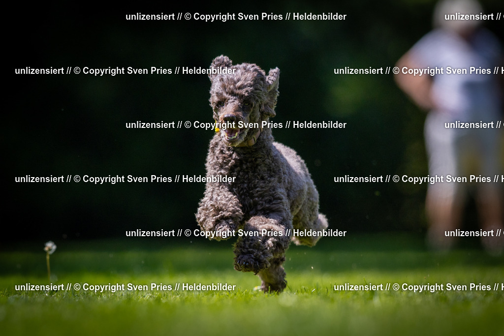 Sven Pries | 2025-08-10 - Hunderennen Durlach - Realisiert mit Pictrs.com