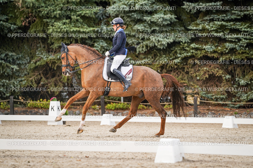 DSC08868 | Pferdegrafie