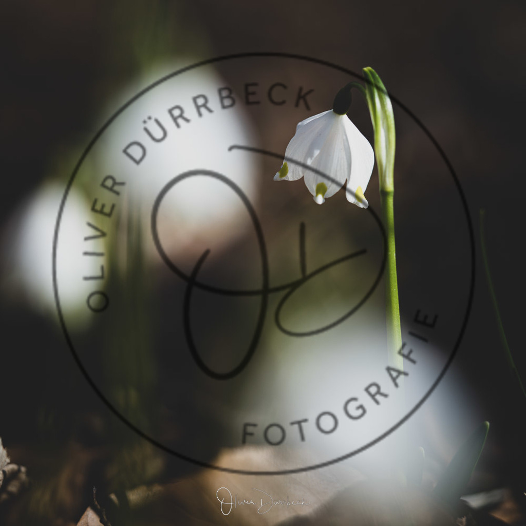 natur-pflanzen-13 | Shop für Kindergartenfotografie und andere Fotoprodukte von Oliver Dürrbeck Fotografie. - Realisiert mit Pictrs.com