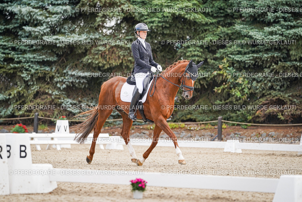 DSC01237 | Pferdegrafie