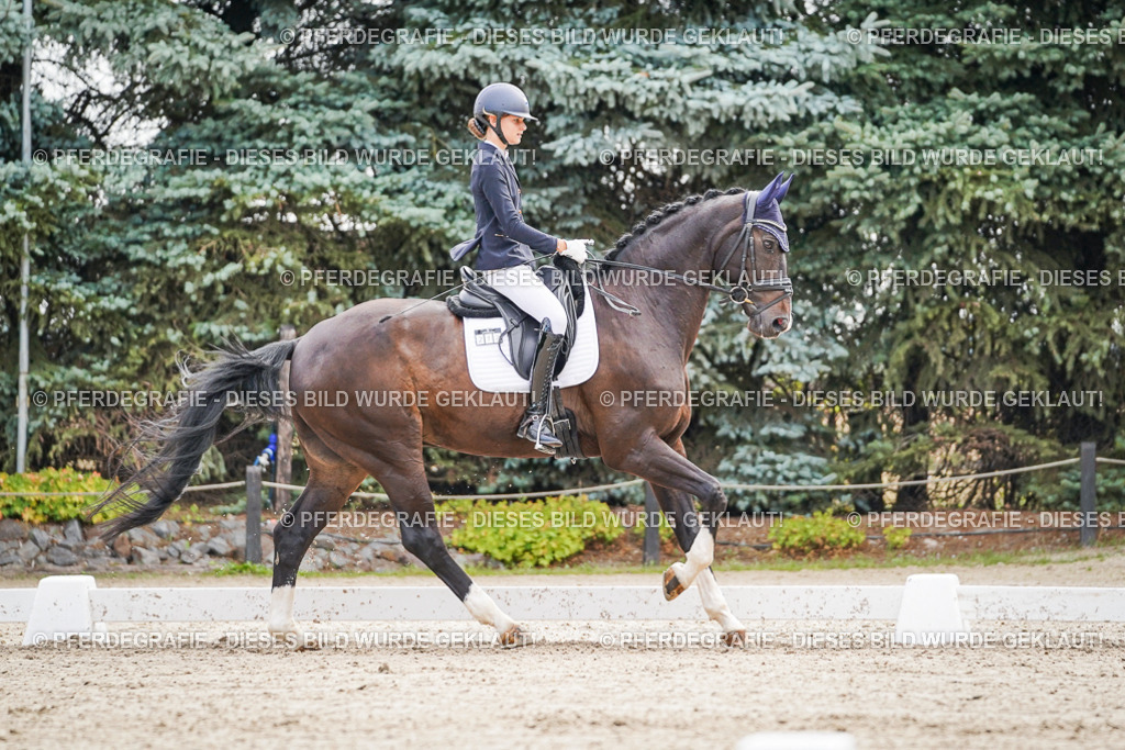 DSC01484 | Pferdegrafie