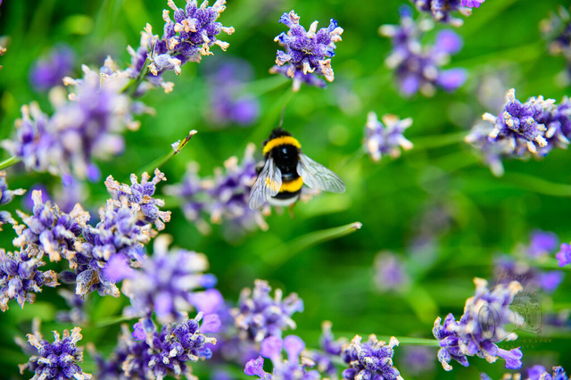 _DSC2129 | Shop für Prints Landschaftsfotografie Sächsische Schweiz Naturfotografie in Thüringen Fotos vom Findlingspark Nochten Kloster Sankt Marienstern Bilder Festung Königstein PanoramaRhododendronpark Kromlau FotogalerSchleswig-Holstein Küstenlandschaften