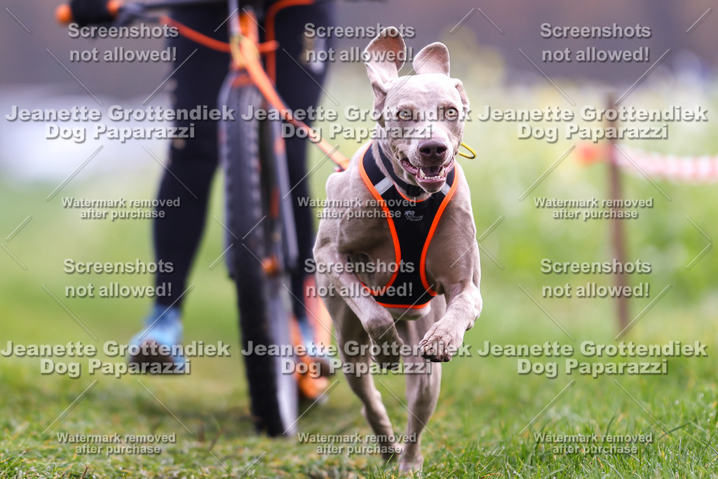 Dog Paparazzi - Visbeck 25 -287 | Dog Paparazzi Jeanette Grottendiek Fotografie & Videografie - Realisiert mit Pictrs.com