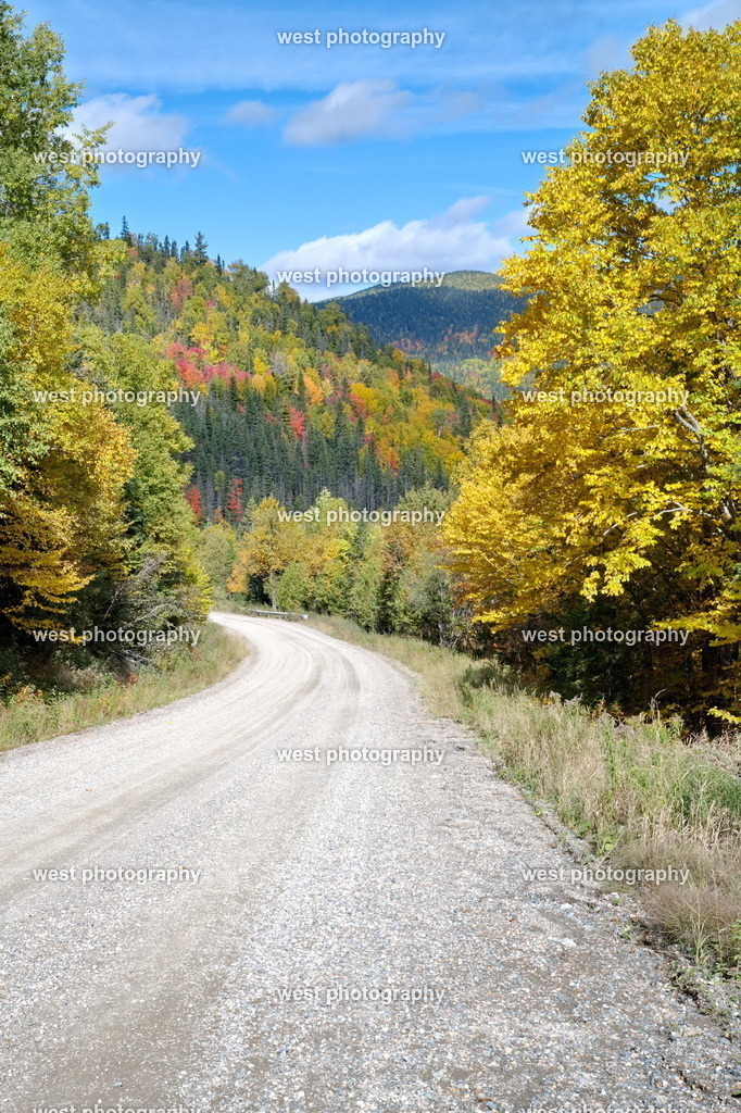 Road in the Forest 1 - CAN 2022 | west photography - Realisiert mit Pictrs.com