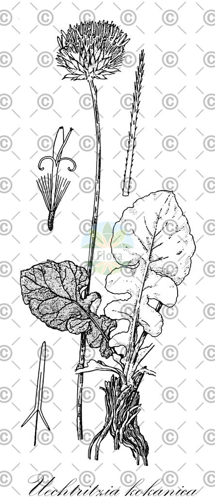 HistAbb_wfo-0001160930_1_ENZY_Simple | Historische Abbildung von Uechtritzia kokanica - Asteraceae | Historical Illustration of Uechtritzia kokanica - Asteraceae