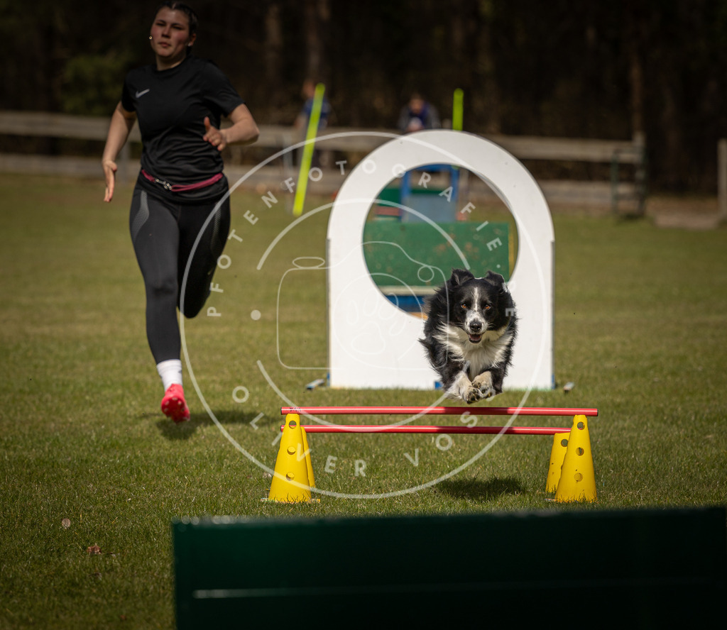 Pfotenfotografie_DV3A6000 | Hundefotografie, Tierfotograf, Pfotenfotografie, Fotoshooting Hund, Hunde Portrait, Hundesport, Hundeportraits, Heideshooting, Hunde, Sportfotograf, Hundefotograf, Turnierhundsport, THS,  - Realisiert mit Pictrs.com