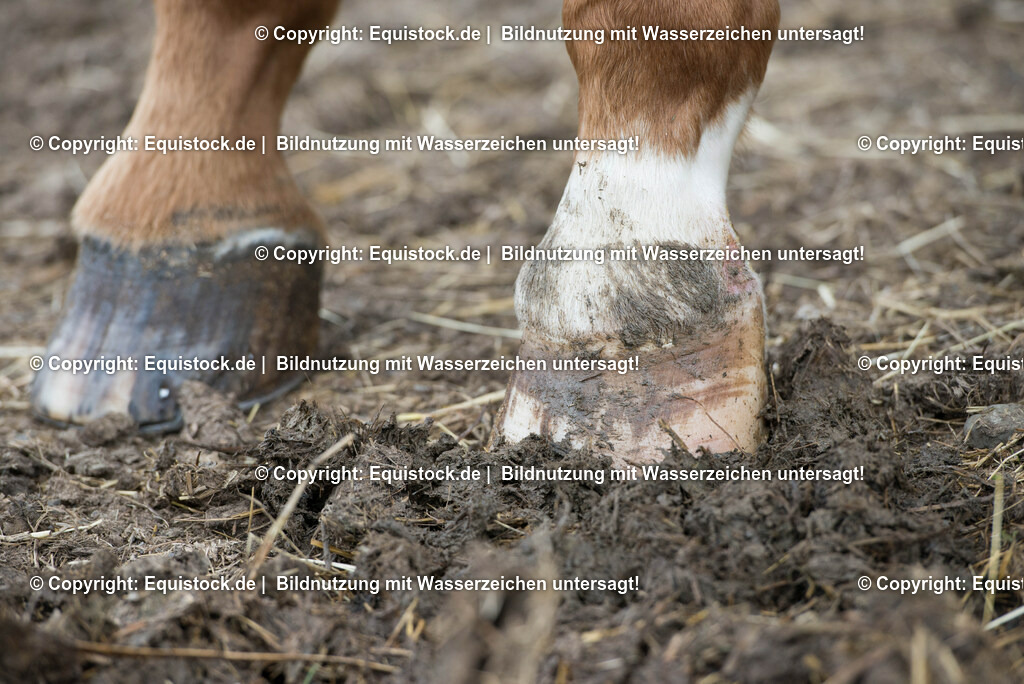 20160626_Hufe_im_Matsch_0004-2 | Foto: Thomas Hartig