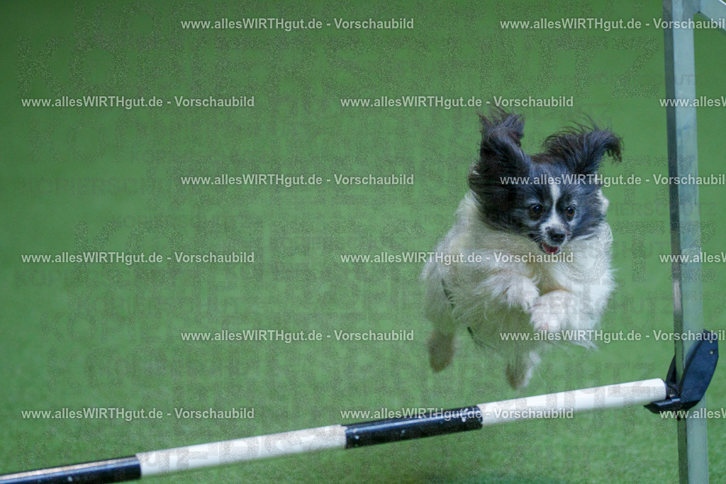 @allesWIRTHgut_Tierfotografie - www.allesWIRTHgut.de - 2604261326-7R501828 | Professionelle Tierfotografie in Mönchengladbach von Daniel Wirth (allesWIRTHgut). Liebevolle & natürliche Bilder von Hunden & Katzen für unvergessliche Erinnerungen.