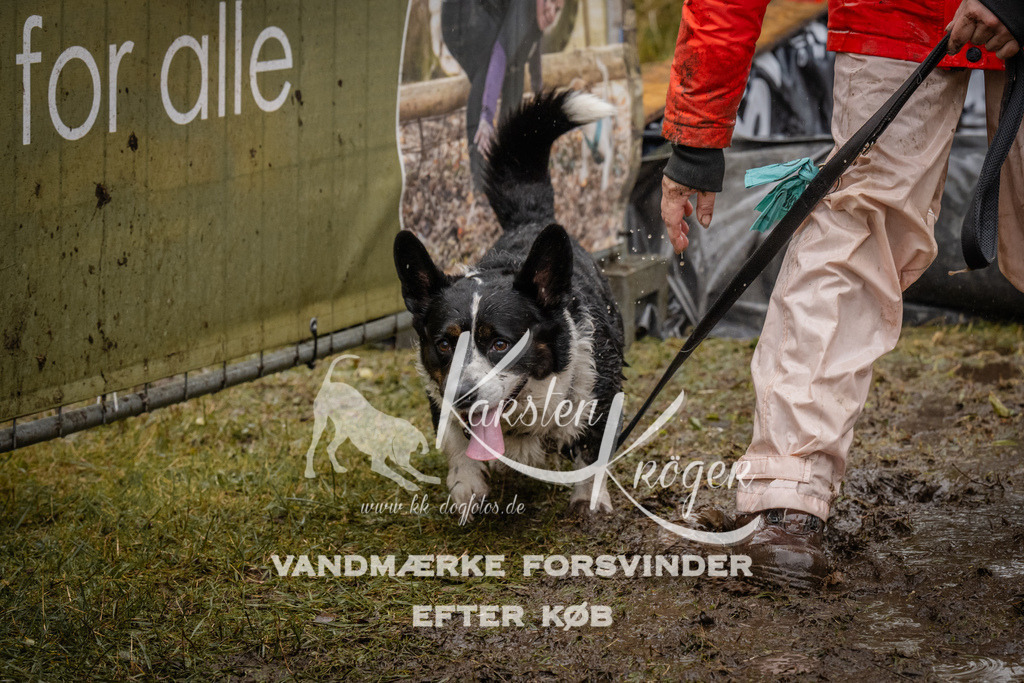 1212_ZZ94731 | kk-dogfotos