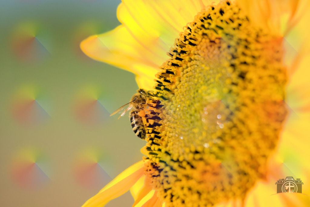 I-Biene-0001 | Entdecken Sie eine vielfältige Auswahl individueller Fotos zum Kauf auf picturalux.de. Finden Sie hochwertige Bilder für Ihre Projekte, die Ihre Botschaft perfekt unterstreichen. Stöbern Sie jetzt und verleihen Sie Ihren Inhalten das gewisse Etwas! - Realisiert mit Pictrs.com