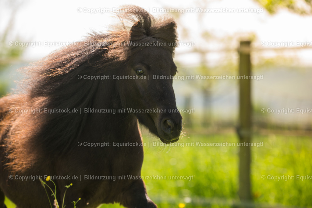 20150507_TOMsPiC_0133 | equistock
