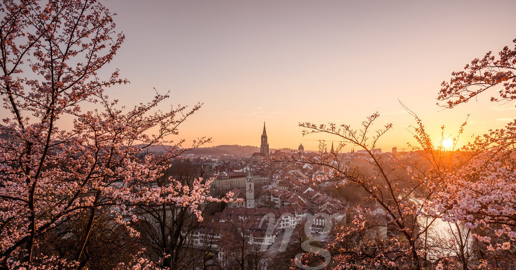 cherry blossom in front of the oldtown of Bern | Die ideale Geschenkidee für Naturliebhaber. Naturbilder von Marcel Gross Photography für ihr Zuhause in den verschiedensten Formaten und Materialien. - Realisiert mit Pictrs.com