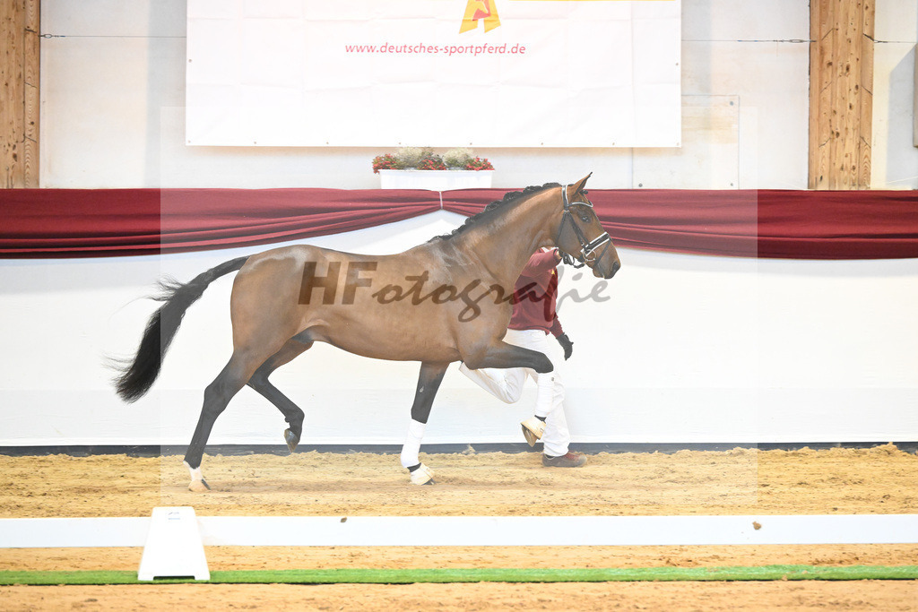 Kat-Nr. 64 v. Vitalis_Bock_66222155 | hf-fotografie - Realisiert mit Pictrs.com