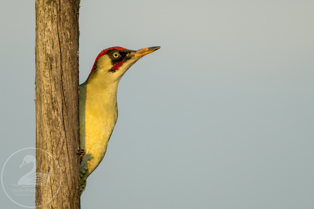 Grünspecht Abendlicht | Grünspecht Portrait - Realisiert mit Pictrs.com