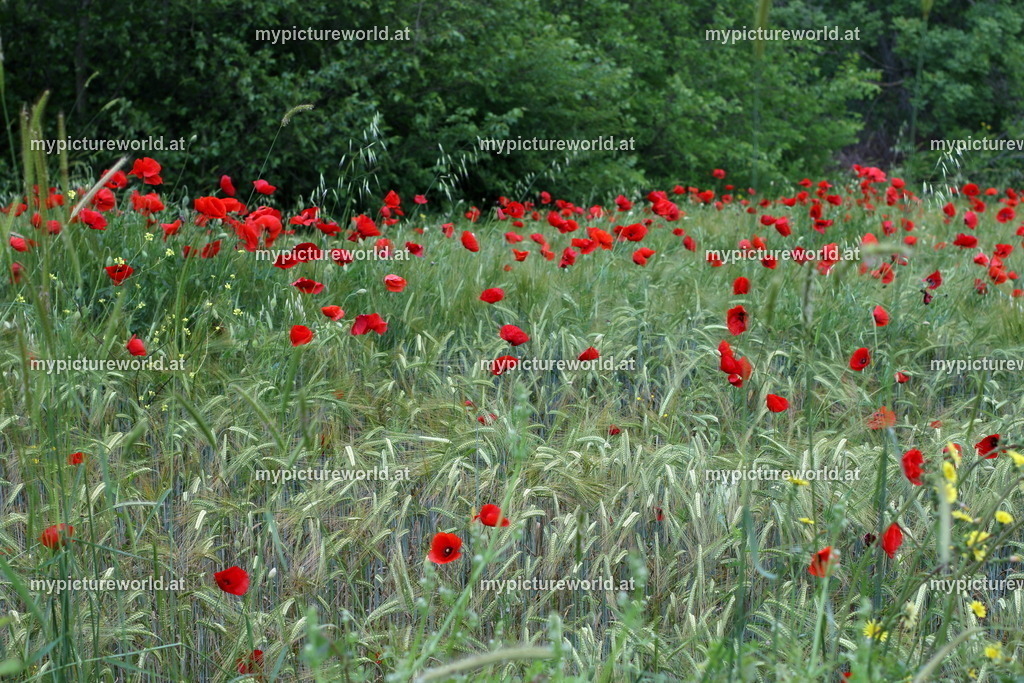 Klatschmohn-035 | Das Bilderarchiv über Tiere, Planzen und Landschaften. In der Bilddatenbank finden Sie ein große Auswahl an hochwertigen Bilder für Ihre Werbung - Realized with Pictrs.com
