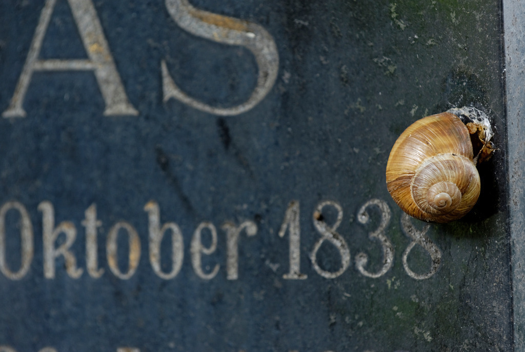 Schnecke auf Grabstein | Wien, Austria - August 06, 2010: Zentralfriedhof Wien; Schnecke auf Grabstein. - Realisiert mit Pictrs.com