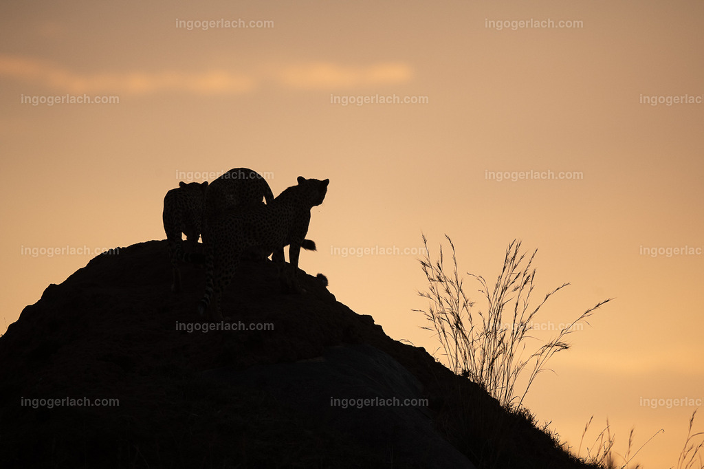 Die Gepardenkoalition beim Sonnenuntergang | Die fünf Gepardenbrüder oder auch Gepardenkoalition genannt fotogen auf einem Hügel bei Sonnenuntergang
