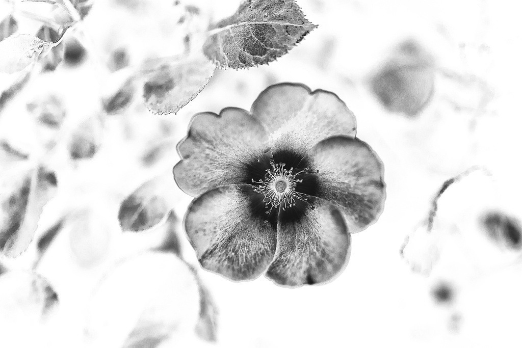 Blume | Simone Sonderegger Photography