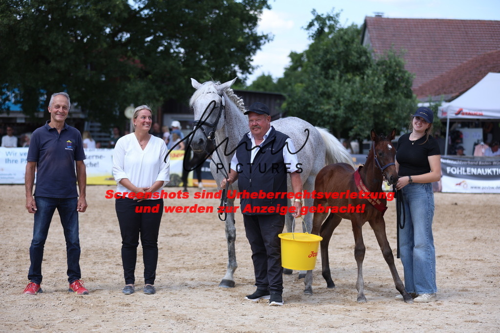 Fohlenschau_Schwäbisch_Hall_springbetonte_Fohlen_RESERVE SIEGERFOHLEN_KN 23_7 | lmwpictures - Realisiert mit Pictrs.com