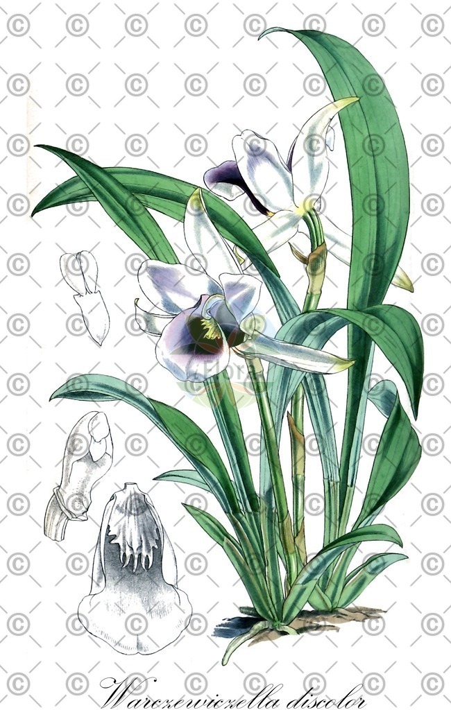 HistAbb_wfo-0001216849_1_ENZY_Simple | Historische Abbildung von Warczewiczella discolor - Orchidaceae | Historical Illustration of Warczewiczella discolor - Orchidaceae