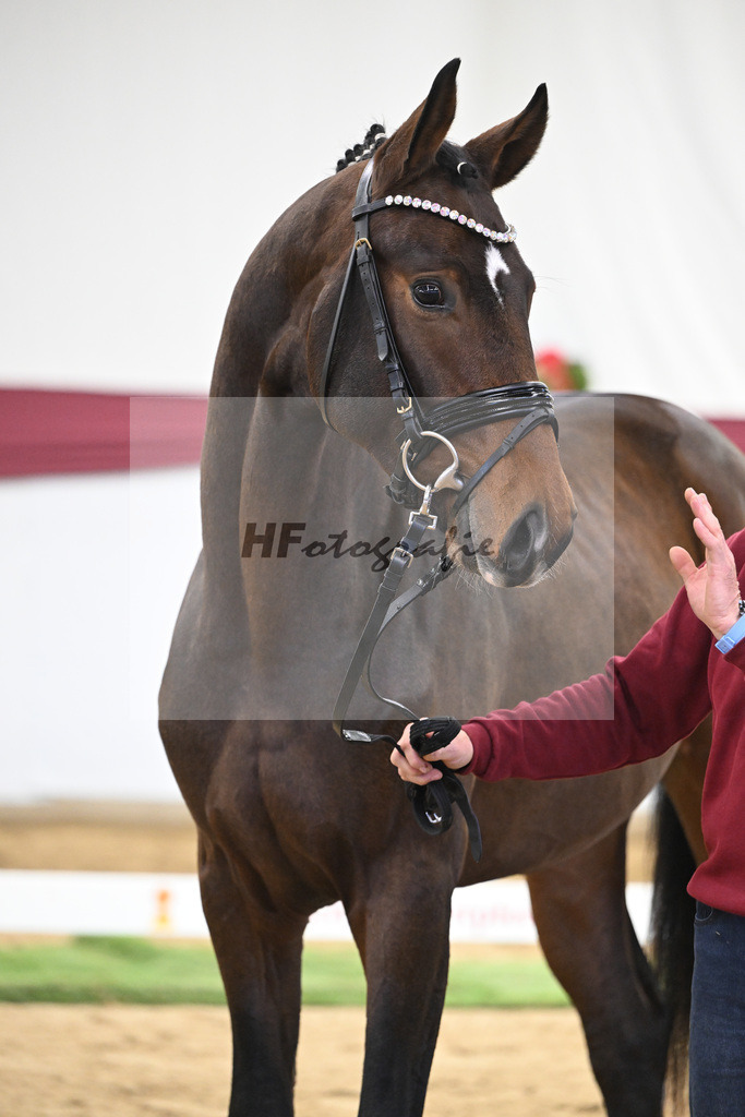 Kat-Nr. 35 Va Bene x San Amour I_Gestuet Greim_47251198 | hf-fotografie - Realisiert mit Pictrs.com