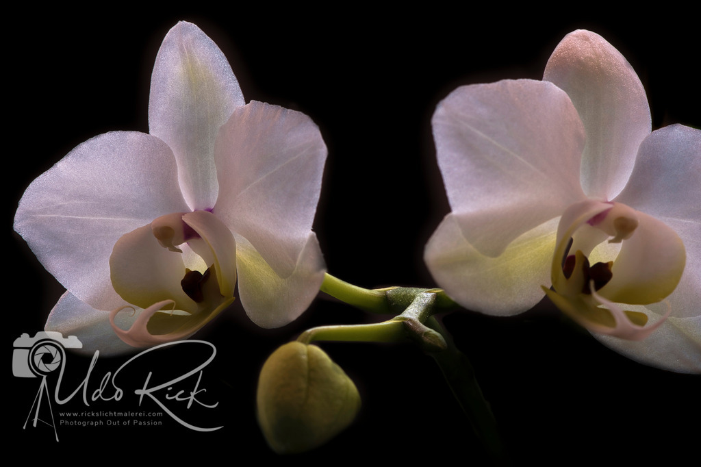 Orchidaceae_cultigen_1 | Entdecken Sie Fotografie aus Leidenschaft: Auftragsfotografie, HD-Fotos, Geschenkartikel aus Ihren Bildern und vieles mehr. Beauftragen Sie uns für besondere Momente!