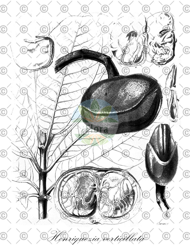 HistAbb_wfo-0000719853_1_ENZY_Simple | Historische Abbildung von Henriquezia verticillata - Rubiaceae | Historical Illustration of Henriquezia verticillata - Rubiaceae