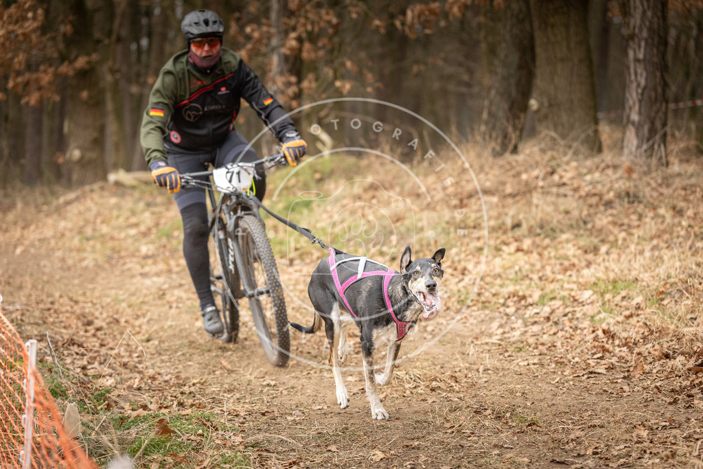 Pfotenfotografie_DV3A3489 | Hundefotografie, Tierfotograf, Pfotenfotografie, Fotoshooting Hund, Hunde Portrait, Hundesport, Hundeportraits, Heideshooting, Hunde, Sportfotograf, Hundefotograf, Turnierhundsport, THS,  - Realisiert mit Pictrs.com