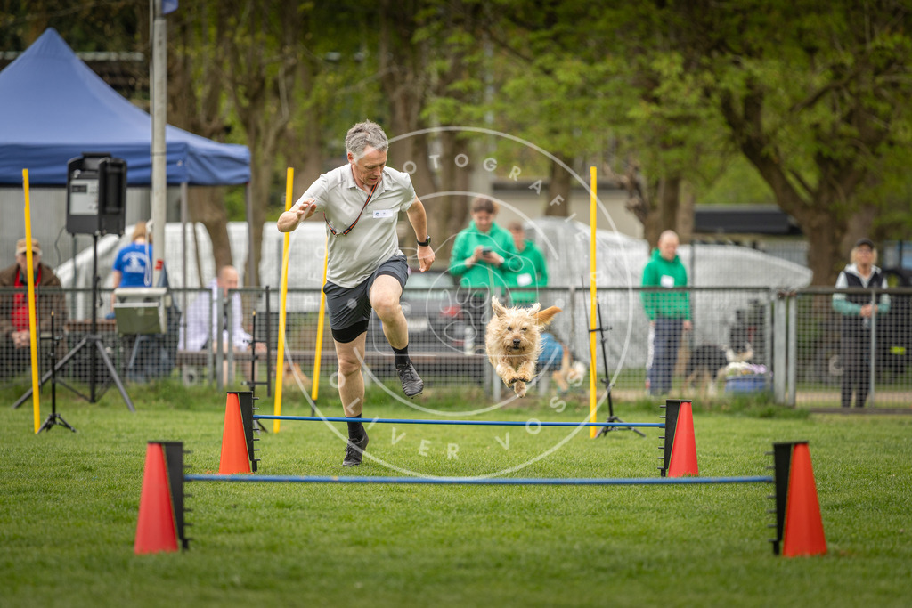 Pfotenfotografie_DV3A2625 | Hundefotografie, Tierfotograf, Pfotenfotografie, Fotoshooting Hund, Hunde Portrait, Hundesport, Hundeportraits, Heideshooting, Hunde, Sportfotograf, Hundefotograf, Turnierhundsport, THS,  - Realisiert mit Pictrs.com