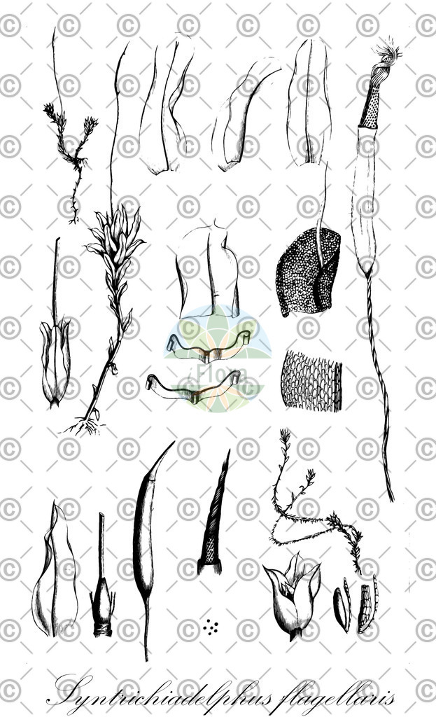 HistAbb_wfo-0000022347_1_ENZY_Simple | Historische Abbildung von Syntrichiadelphus flagellaris - Pottiaceae | Historical Illustration of Syntrichiadelphus flagellaris - Pottiaceae