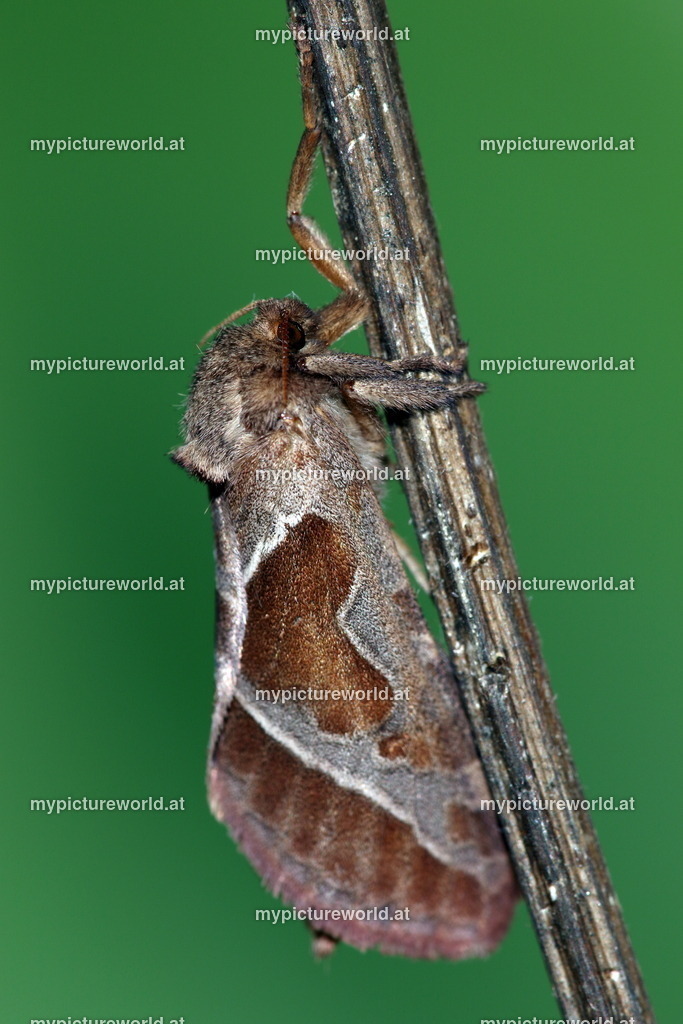 Triodia sylvina-006 | Das Bilderarchiv über Tiere, Planzen und Landschaften. In der Bilddatenbank finden Sie ein große Auswahl an hochwertigen Bilder für Ihre Werbung - Realized with Pictrs.com