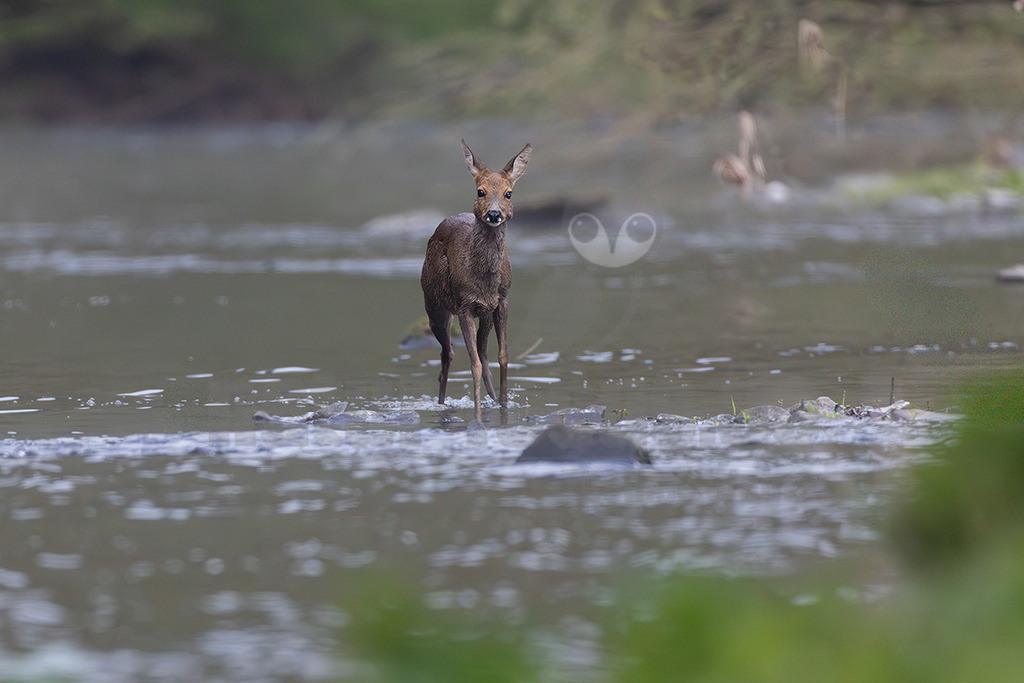 R5M29482_20260426 | Ein weibliches Reh (Capreolus capreolus) steht in einem seichten, langsam fließenden Fluss. Das Wasser umspült seine Beine. Das Reh hat ein nasses, dunkelbraunes Fell und blickt aufmerksam in die Kamera. Der Hintergrund ist unscharf und zeigt ein bewaldetes Ufer. - Realisiert mit Pictrs.com