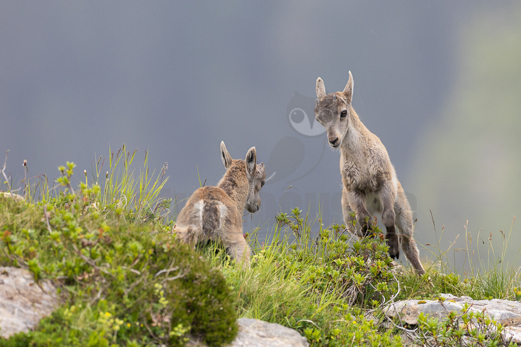 R6NF1628_20250707 | Das Bild zeigt zwei junge Steinböcke (Capra ibex) in ihrer natürlichen Umgebung in den Alpen. Eines der Jungtiere steht im Vordergrund und blickt direkt in die Kamera, während das andere, leicht versetzt dahinter, nach links blickt. Sie befinden sich auf einem felsigen Untergrund, der mit grünem Gras und kleinen Büschen bewachsen ist. Der Hintergrund ist unscharf und zeigt eine graue, neblige Berglandschaft. Die Tiere haben ein hellbraunes bis graues Fell und kleine Hörner, die gerade zu wachsen beginnen. Ihre aufmerksamen Blicke und die Positionierung deuten auf eine enge Bindung hin, möglicherweise sind es Geschwister. - Realisiert mit Pictrs.com