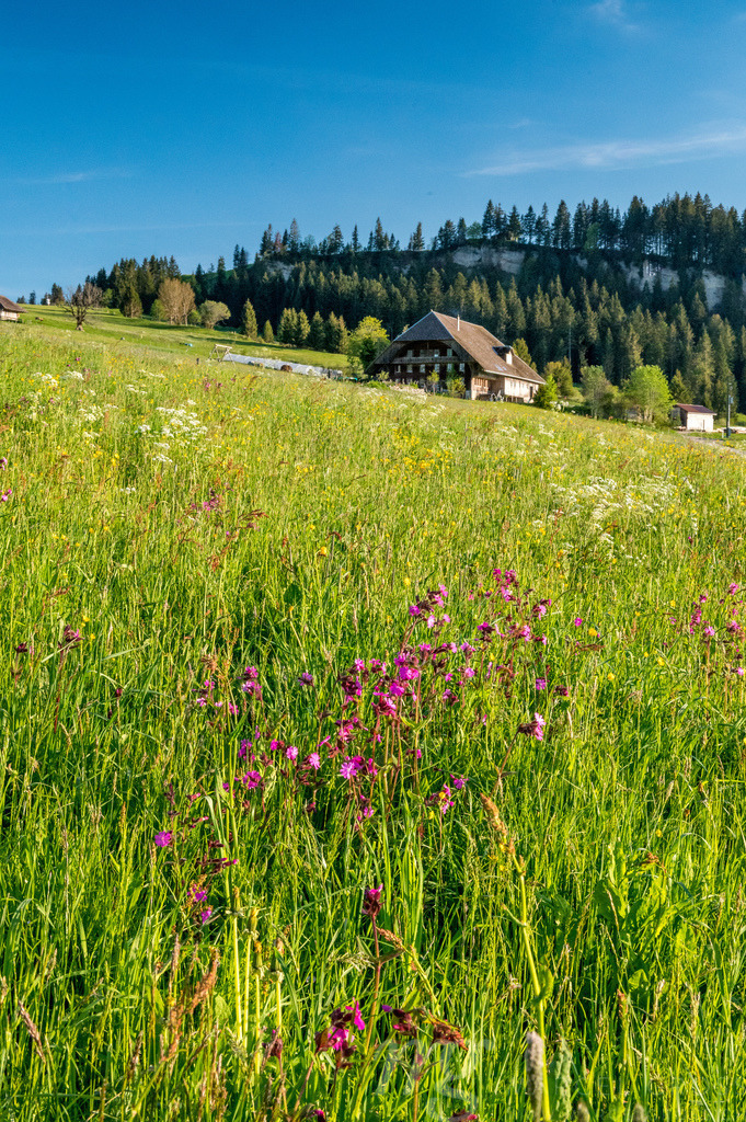 beautiful early summer day in Emmental | Die ideale Geschenkidee für Naturliebhaber. Naturbilder von Marcel Gross Photography für ihr Zuhause in den verschiedensten Formaten und Materialien. - Realisiert mit Pictrs.com
