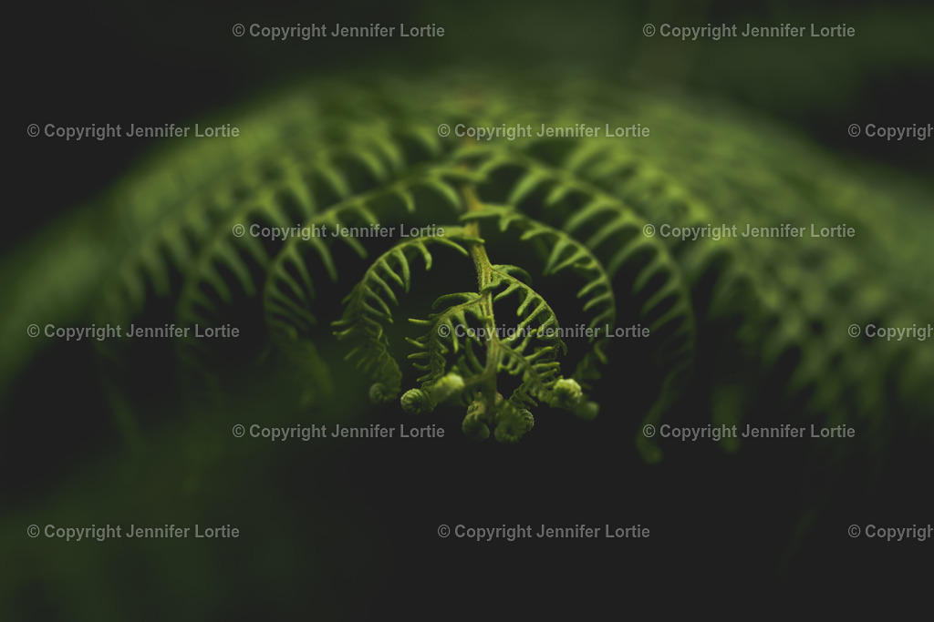 Farn_scharf-unscharf | Kreative Naturaufnahmen als hochwertige Druckprodukte kaufen. - Realisiert mit Pictrs.com