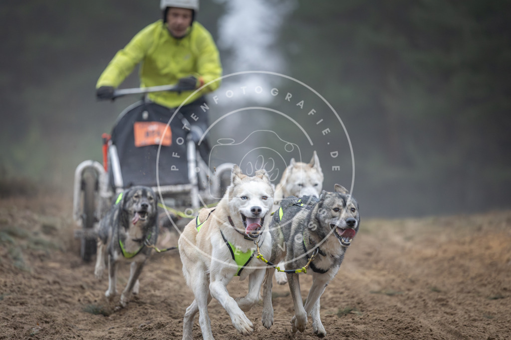 Pfotenfotografie_DV3A0587 | Hundefotografie, Tierfotograf, Pfotenfotografie, Fotoshooting Hund, Hunde Portrait, Hundesport, Hundeportraits, Heideshooting, Hunde, Sportfotograf, Hundefotograf, Turnierhundsport, THS,  - Realisiert mit Pictrs.com