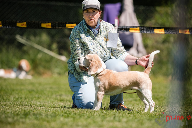 Beagle Club Schweiz  | Beagle Club Schweiz, 45 Jahre in Menziken 2025 Foto: Leo Wyden
