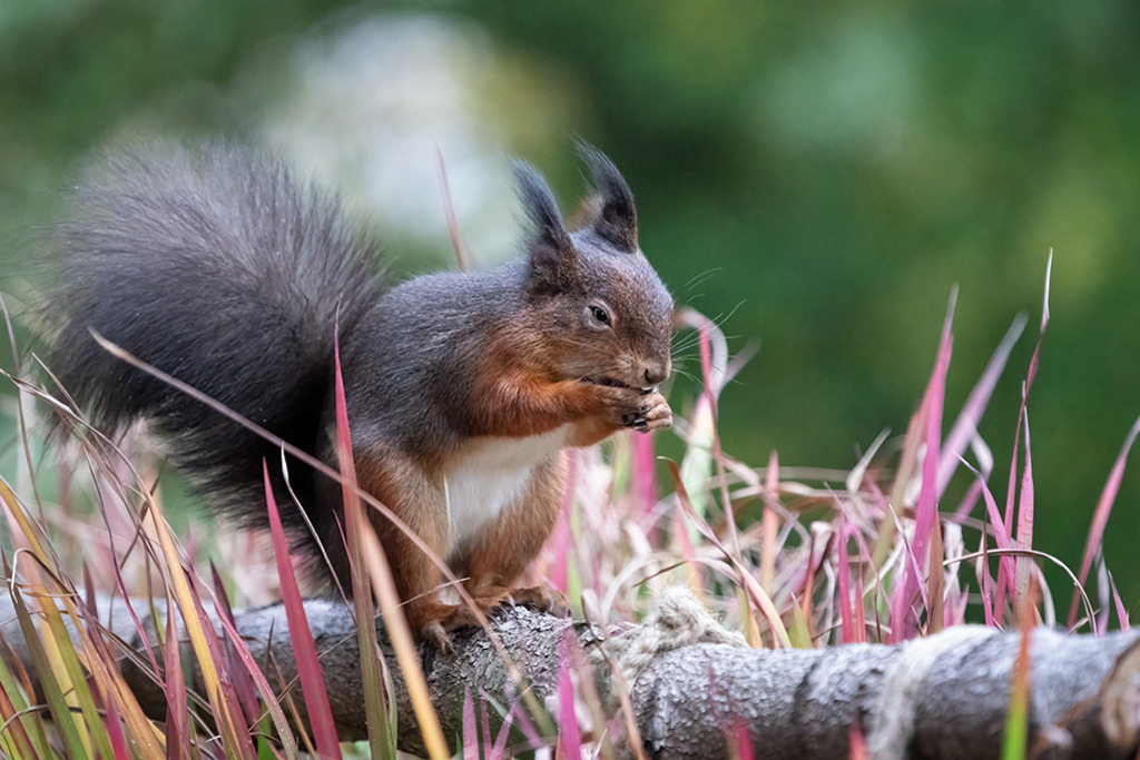 Eichhörnchen (red squirrel) | Deutschland | WILD﻿﻿LIFE · NATURE | just﻿love · justSOMEWHERE · just poster | ﻿POSTER | LEINWAND | FINEART | HOLZDRUCK | FOREX-FOTODRUCK | ALU-DIBOND | ACRYLGLAS | WILD'N FREE | germany | the netherlands | kenya | vietnam | egypt | wildtiere | eichhörnchen - Realisiert mit Pictrs.com