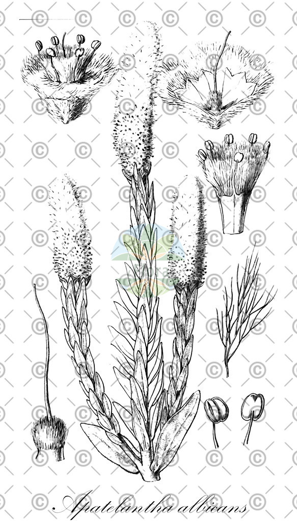 HistAbb_wfo-0000539837_1_ENZY_Simple | Historische Abbildung von Apatelantha albicans - Lamiaceae | Historical Illustration of Apatelantha albicans - Lamiaceae