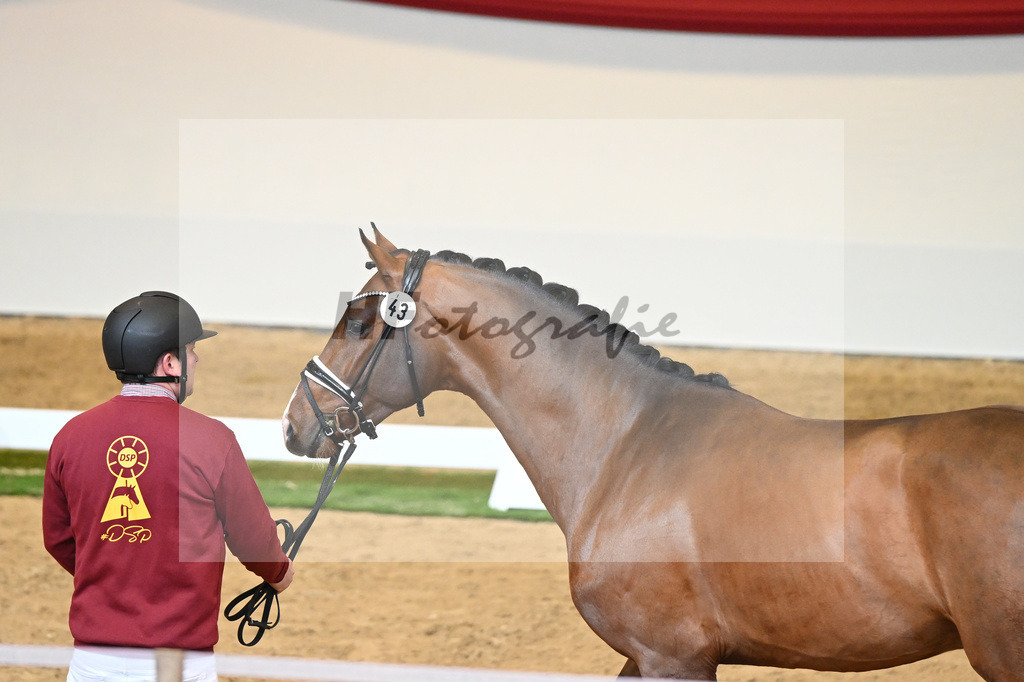 Kat-Nr. 43 Don Schufro_Raumanns_1230231 | hf-fotografie - Realisiert mit Pictrs.com