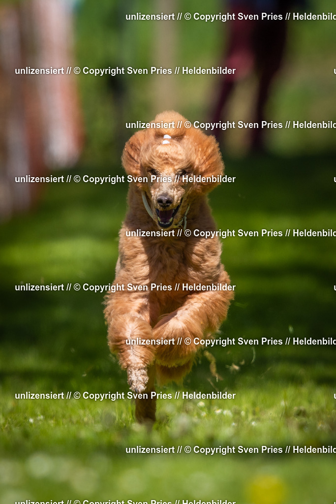 Hunderennen_April_2026_225 | 2026-04-26 - Hunderennen Baden-Oos April 2026 - Realisiert mit Pictrs.com