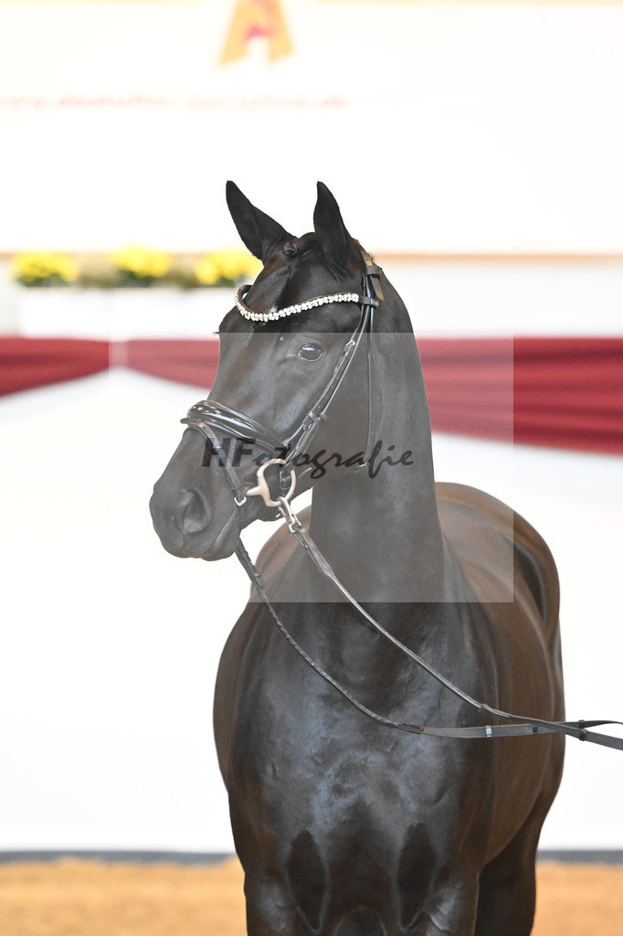 Kat-Nr. 51 v. Toto jr._Winklmaier_66220891 | hf-fotografie - Realisiert mit Pictrs.com