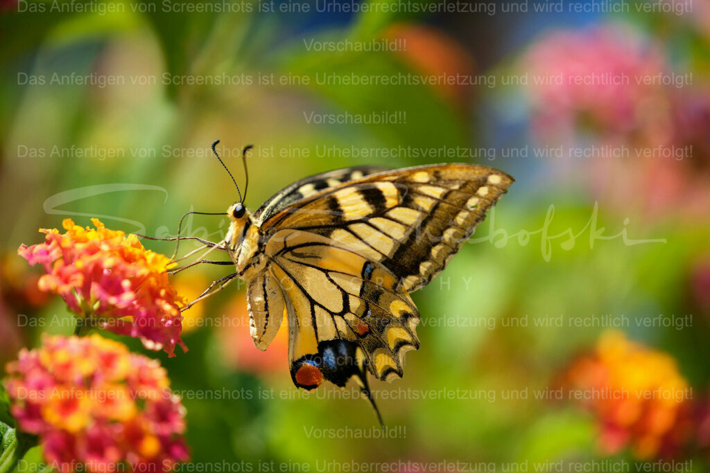 Wandbild Schmetterling auf Wandelröschen | Exklusive Naturfotografie für stilvolle Wanddekoration ★ Premium Wandbilder Made in Germany ✔️ FineArt Drucke & Downloads ✔️ Brillante Farben, höchste Qualität & weltweiter Versand ✔️ - Realisiert mit Pictrs.com