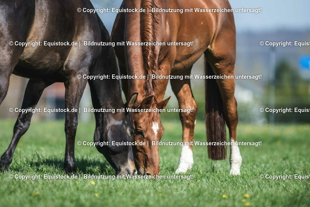 20210426_Pferd-auf-Koppel_0079 | equistock