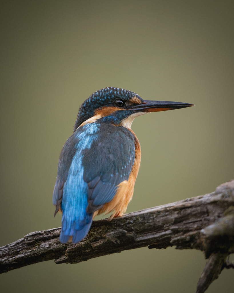 DSC_2195 | Ich bin Fotograf aus Neuburg an der Donau und spezialisiere mich auf Wildlife-Fotografie, Landschaftsaufnahmen und Portraits.Ob Hochzeit, Familienbilder oder Naturaufnahmen – ich fange echte Momente ein, die bleiben. 