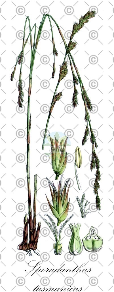 HistAbb_7Q2NJ_1_ENZY_Simple | Historische Abbildung von Sporadanthus tasmanicus - Restionaceae | Historical Illustration of Sporadanthus tasmanicus - Restionaceae