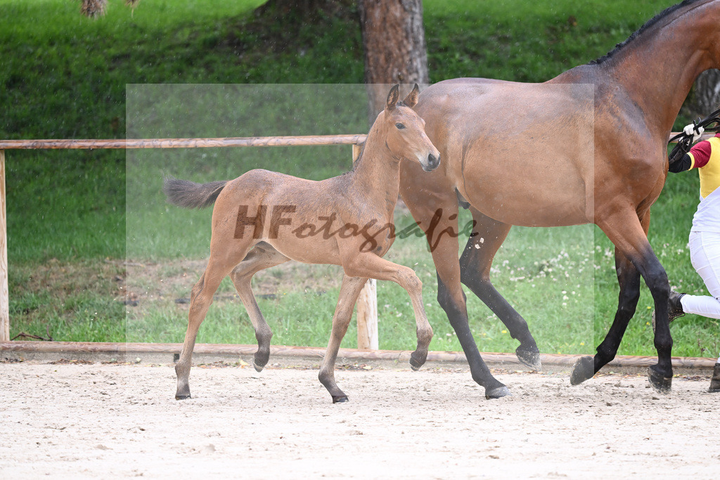 Kat-Nr. 28 HF Franklin_Schneider_25230282 | hf-fotografie - Realisiert mit Pictrs.com